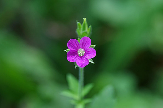 zaki-20131012-gennoshoko.jpg