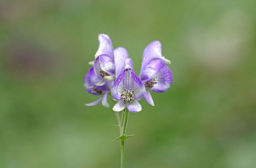 zaki-20131017-tsukubatorikabuto.jpg