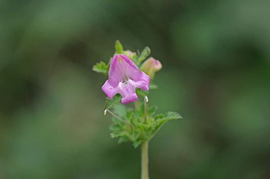 zaki-20131019-koshiogama.jpg