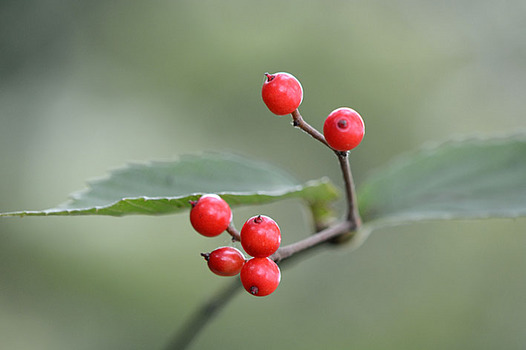 zaki-20131021-kobanogamazumi-mi.jpg