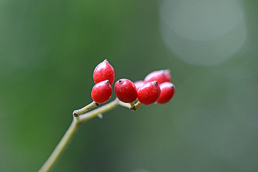 zaki-20131022-gamazumi-mi.jpg