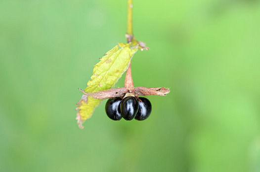 zaki-20131022-shiroyamabuki-mi.jpg