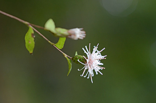 zaki-20131023-koyaboki.jpg