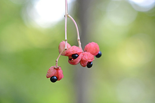 zaki-20131024-gonzui-mi.jpg