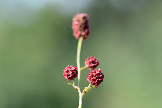 zaki-20131028-waremoko.jpg