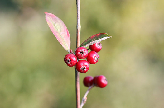zaki-20131101-seiyokamatsuka-mi.jpg