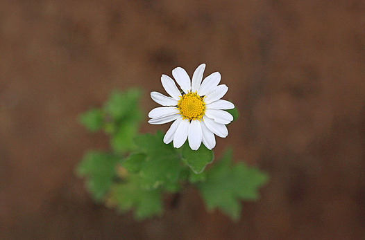 zaki-20131102-ryunogiku.jpg