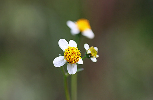 zaki-20131103-koshironosendangusa.jpg