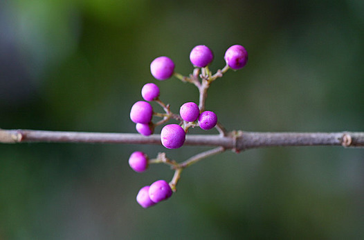 zaki-20131104-murasakishikibu-mi.jpg