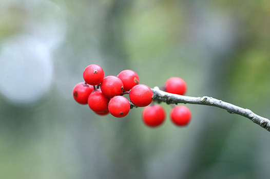 zaki-20131110-umemodoki-mi.jpg