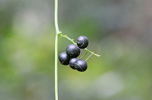 zaki-20131111-amachazuru.jpg