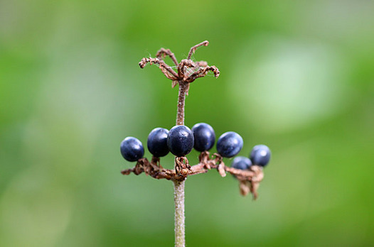 zaki-20131112-yabumyoga-mi.jpg