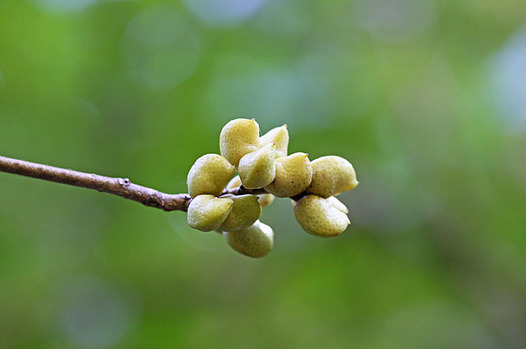zaki-20131113-kokusagi-mi.jpg