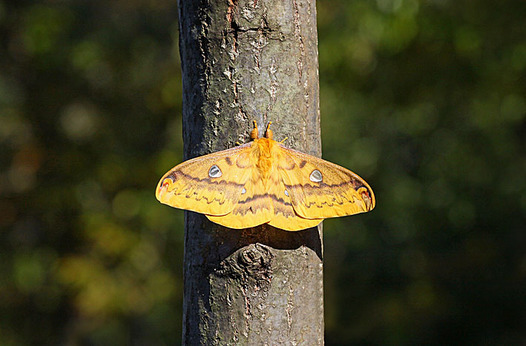 zaki-20131114-usutabiga-mesu.jpg