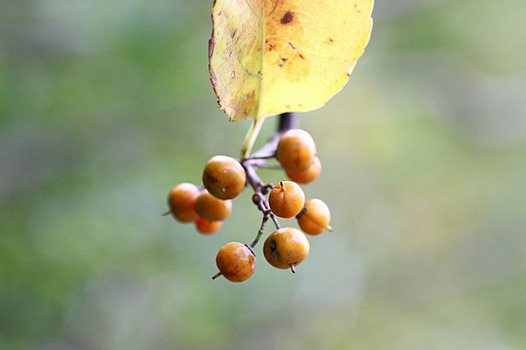 zaki-20131115-tsuruumemodoki-mi.jpg