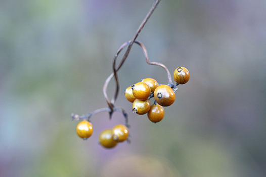 zaki-20131124-hekusokazura-mi.jpg