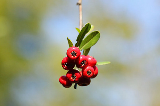 zaki-20131124-pirakansa-mi.jpg