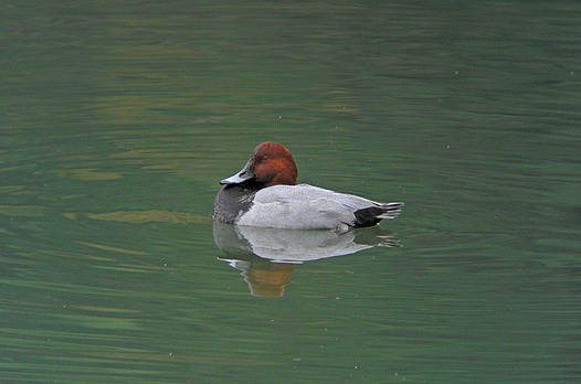 zaki-20131125-hoshihajiro-osu.jpg