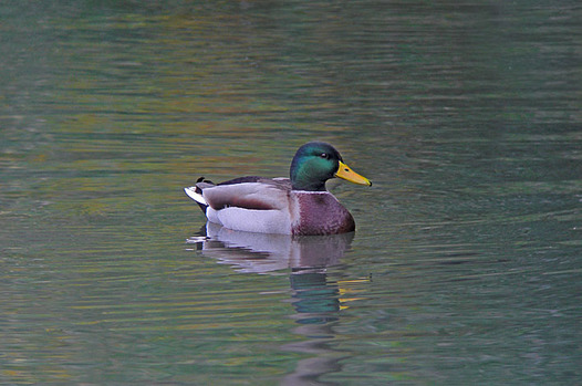 zaki-20131125-magamo-osu.jpg
