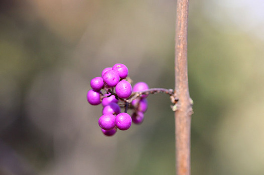 zaki-20131127-murasakishikibu-mi.jpg