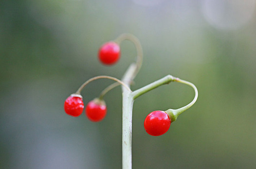 zaki-20131128-hadakahozuki-mi.jpg