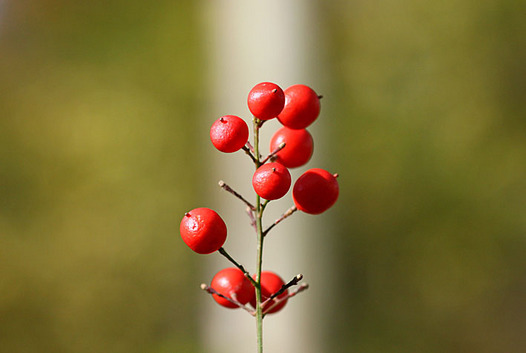 zaki-20131130-nanten-mi.jpg
