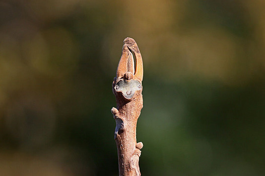 zaki-20131201-onigurumi-fuyume.jpg
