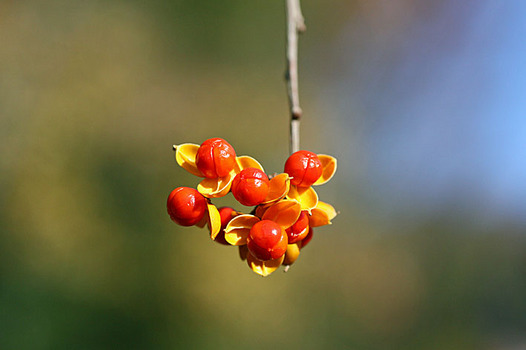 zaki-20131201-tsuruumemodoki-mi.jpg