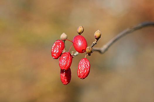 zaki-20131203-sansyuyu-mi.jpg