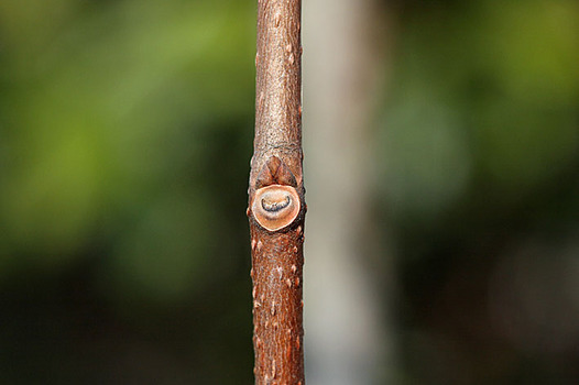 zaki-20131204-kaki-yokon.jpg