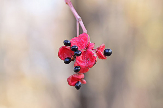 zaki-20131205-gonzui-mi.jpg