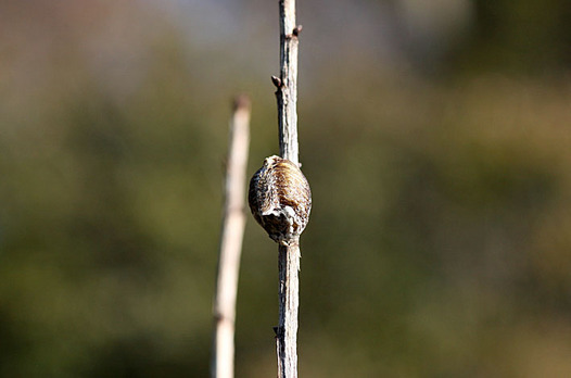 zaki-20131207-harabirokamakiri-ranno.jpg