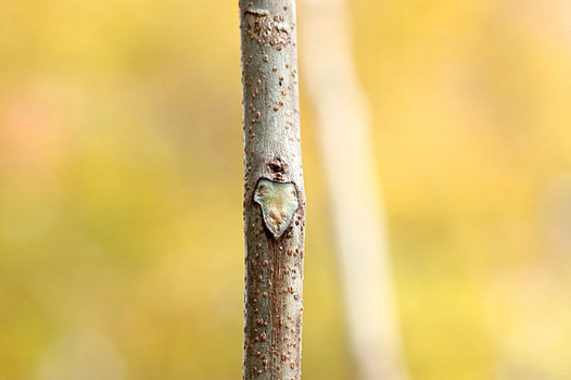 zaki-20131209-mukuroji-yokon.jpg