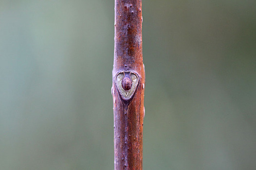 zaki-20131210-kihada-yokon.jpg