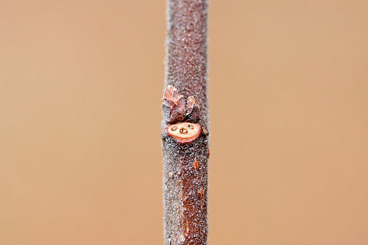 zaki-20131211-akinire-yokon.jpg