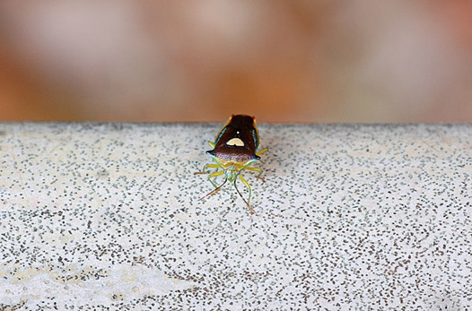 zaki-20131211-esakimonkitsunokamemushi.jpg