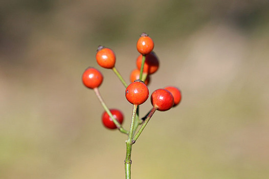zaki-20131212-noibara-mi.jpg