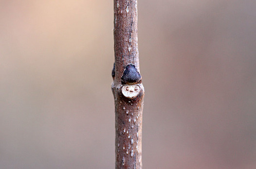 zaki-20131214-mitsubautsugi-yokon.jpg