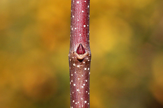 zaki-20131217-katsura-yokon.jpg