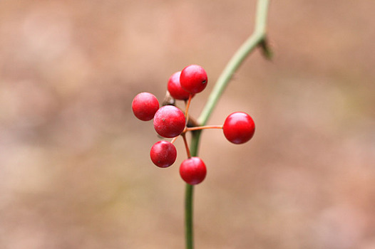 zaki-20131218-sarutoriibara-mi.jpg
