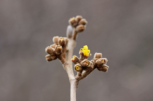zaki-20131218-shinamansaku-tsubomi.jpg