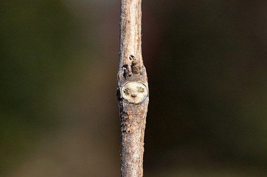 zaki-20131222-kuzu-yokon.jpg