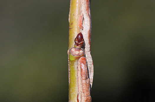zaki-20131225-momigibafu-yokon.jpg
