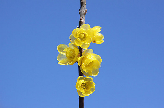 zaki-20131225-soshinrobai.jpg