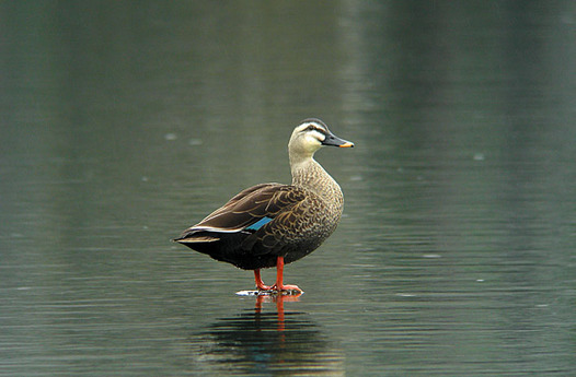zaki-20131227-karugamo.jpg