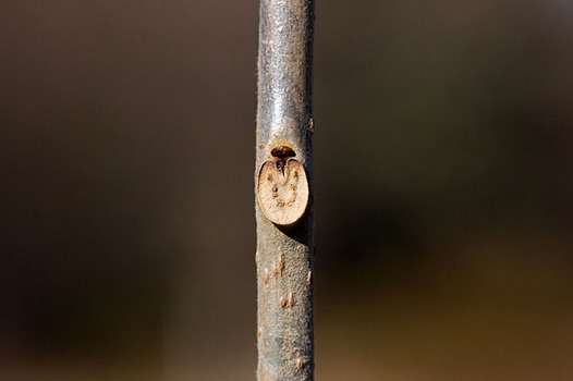 zaki-20131228-kusagi-yokon.jpg
