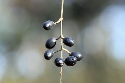 zaki-20131231-ibota-mi.jpg