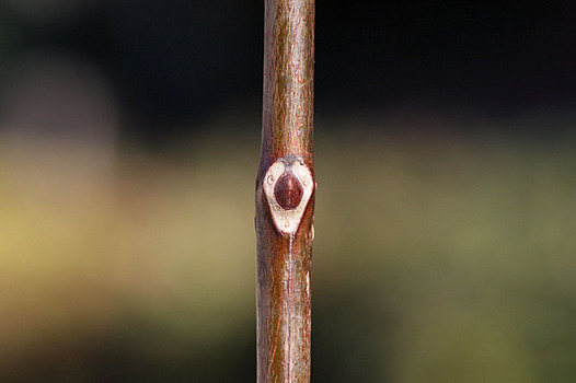 zaki-20131231-kihada-yokon.jpg