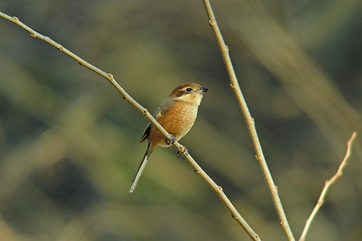 zaki-20131231-mozu-mesu.jpg