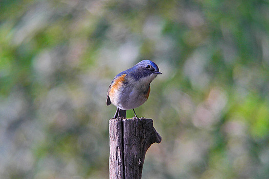 zaki-20131231-ruribitaki-osu.jpg